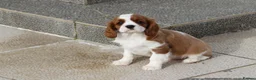 Cavalier King Charles Spaniel dogs for sale: Cavalier King Charles Spaniel puppy  - Advert 22