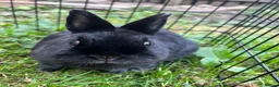 Netherland Dwarf rabbits for sale: 3 Netherland dwarf rabbits  - Advert 15