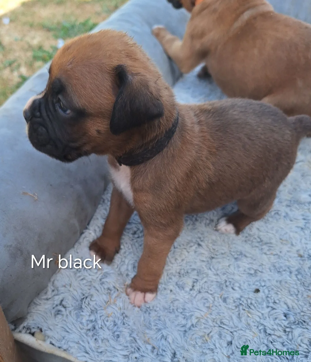 Boxer dogs for sale: Boxer puppies kc registered 5 star council licence - Advert 17