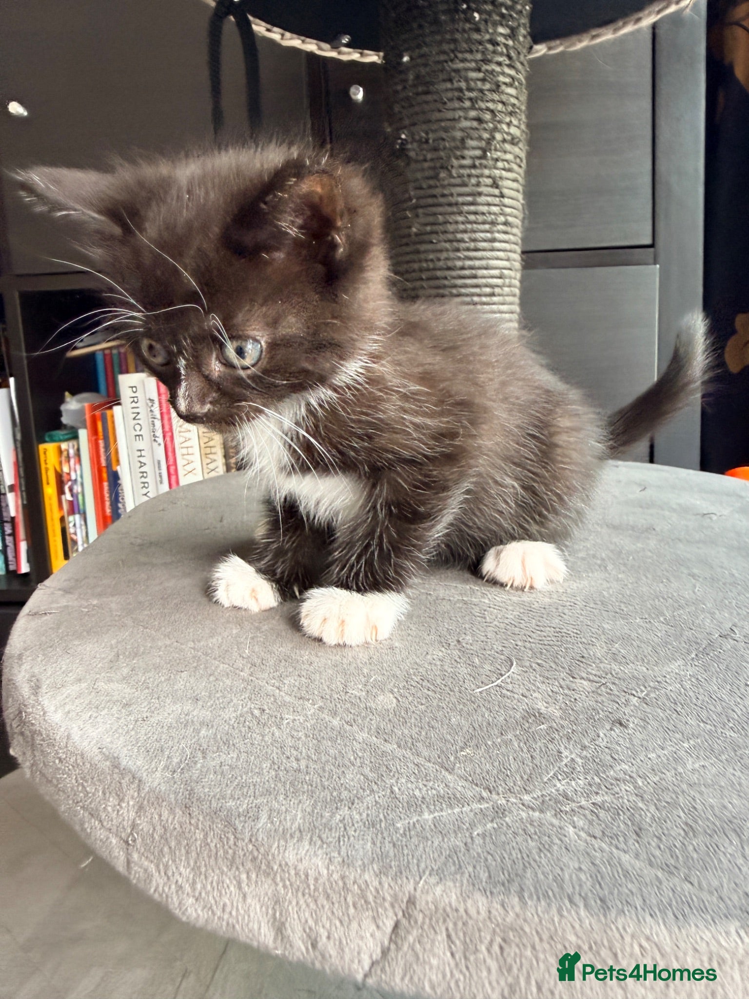 Mixed Breed cats Mixed Persian kitten- boy - Advert 3