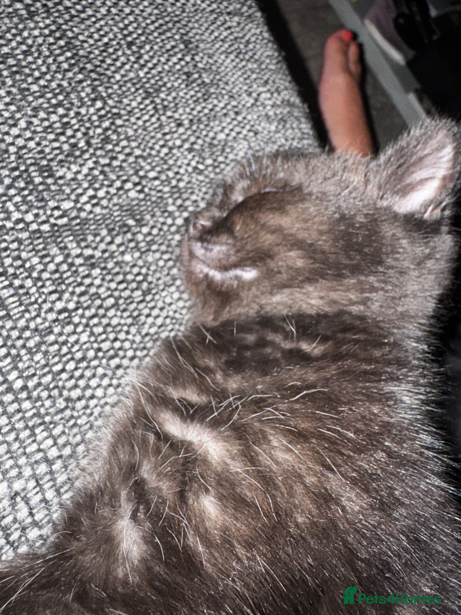 Mixed Breed cats for sale: 2 beautiful female kittens available  - Advert 11