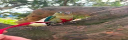 Conures birds for sale: Green Cheek Conure Looking for His Forever Home - Advert 8