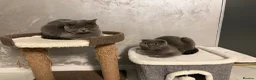 Scottish Fold cats for sale: 🐈‍⬛4 amazing Scottish Fold/Straight kittens - Advert 4