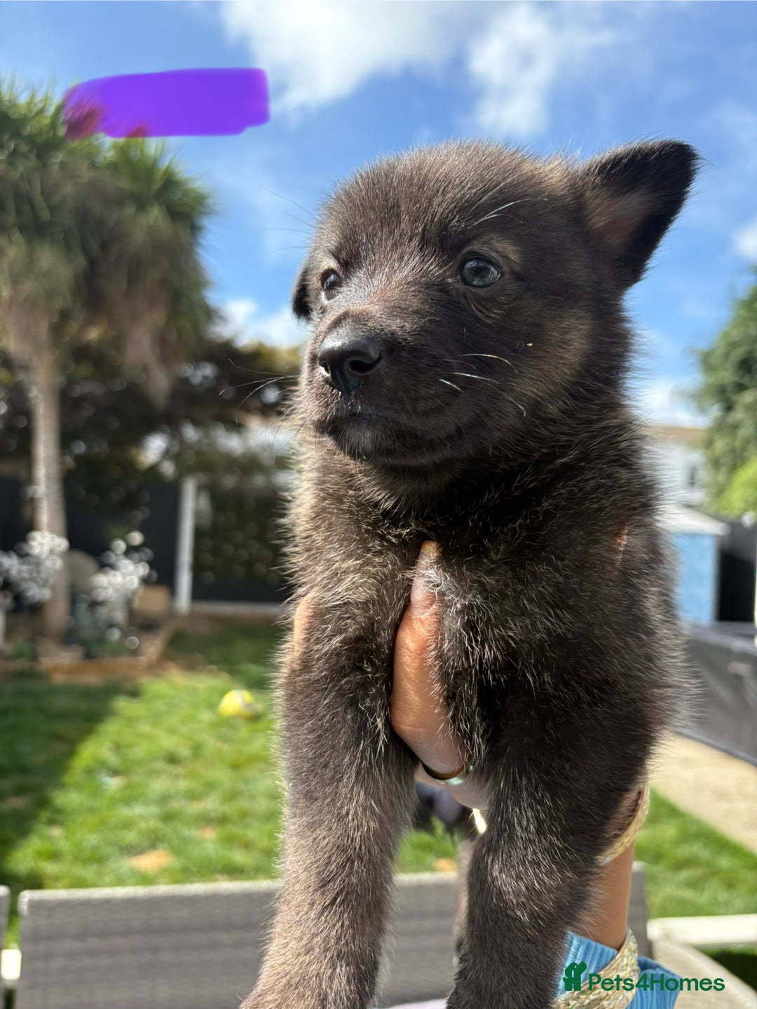 Mixed Breed dogs for sale: The most amazing pomsky  x german shepherd babies  - Image 8