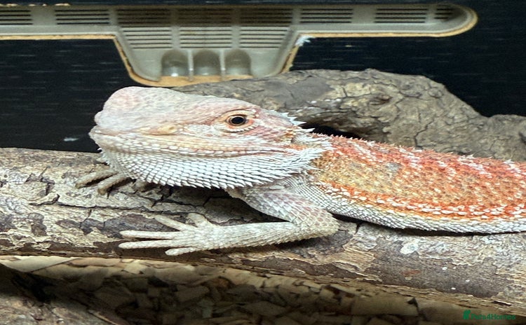 Bearded Dragon reptiles - Advert 1