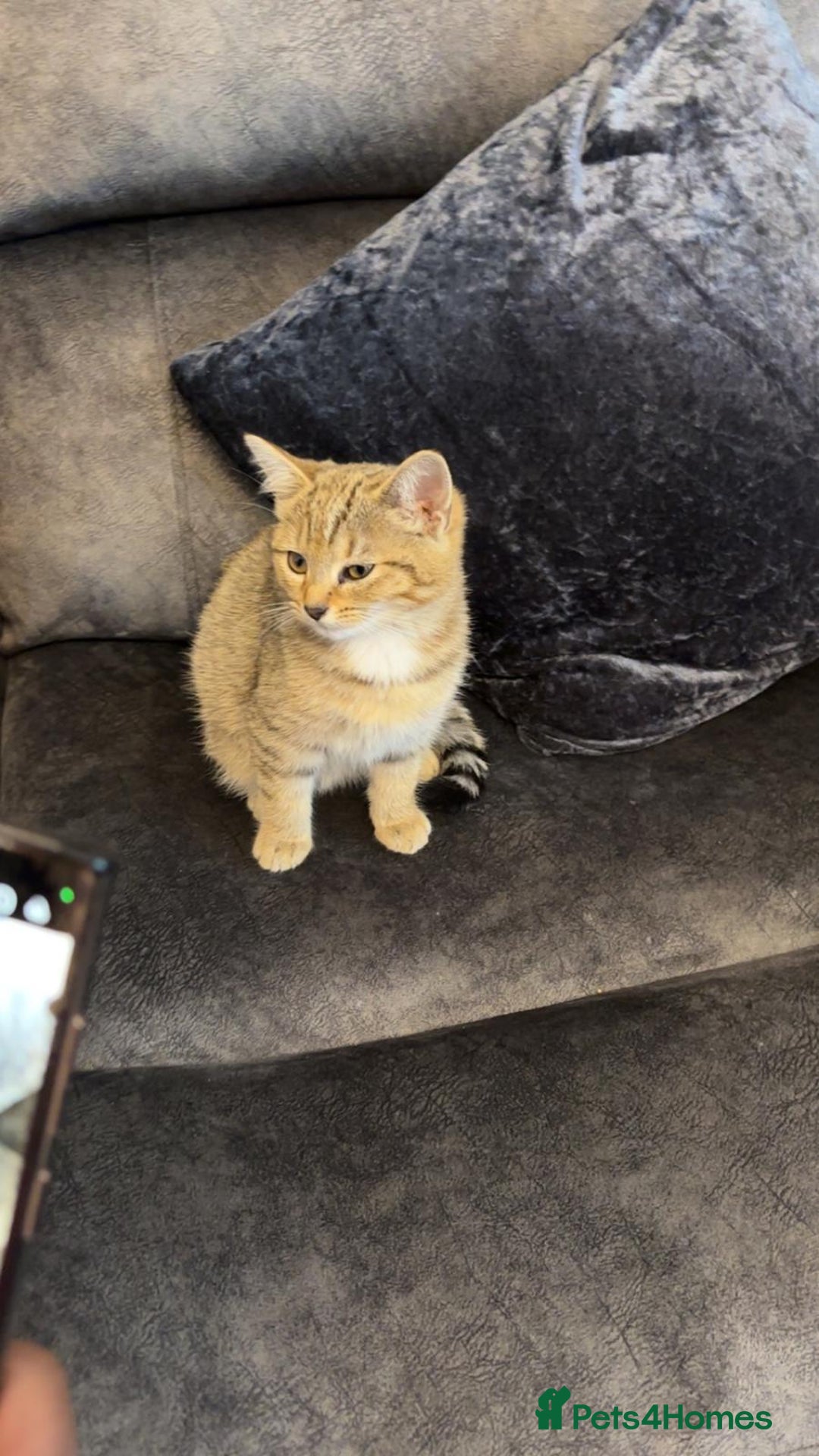 American Shorthair cats for sale: 3 Tabby kittens and 1 bombay kitten - Image 8