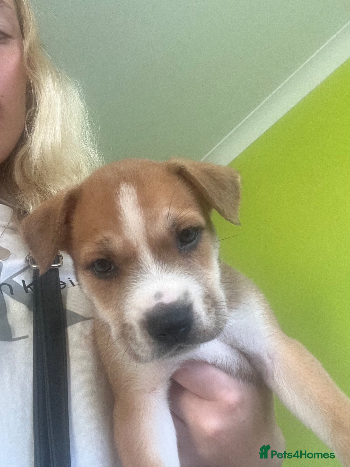 Mixed Breed dogs Little boy left  - Advert 14