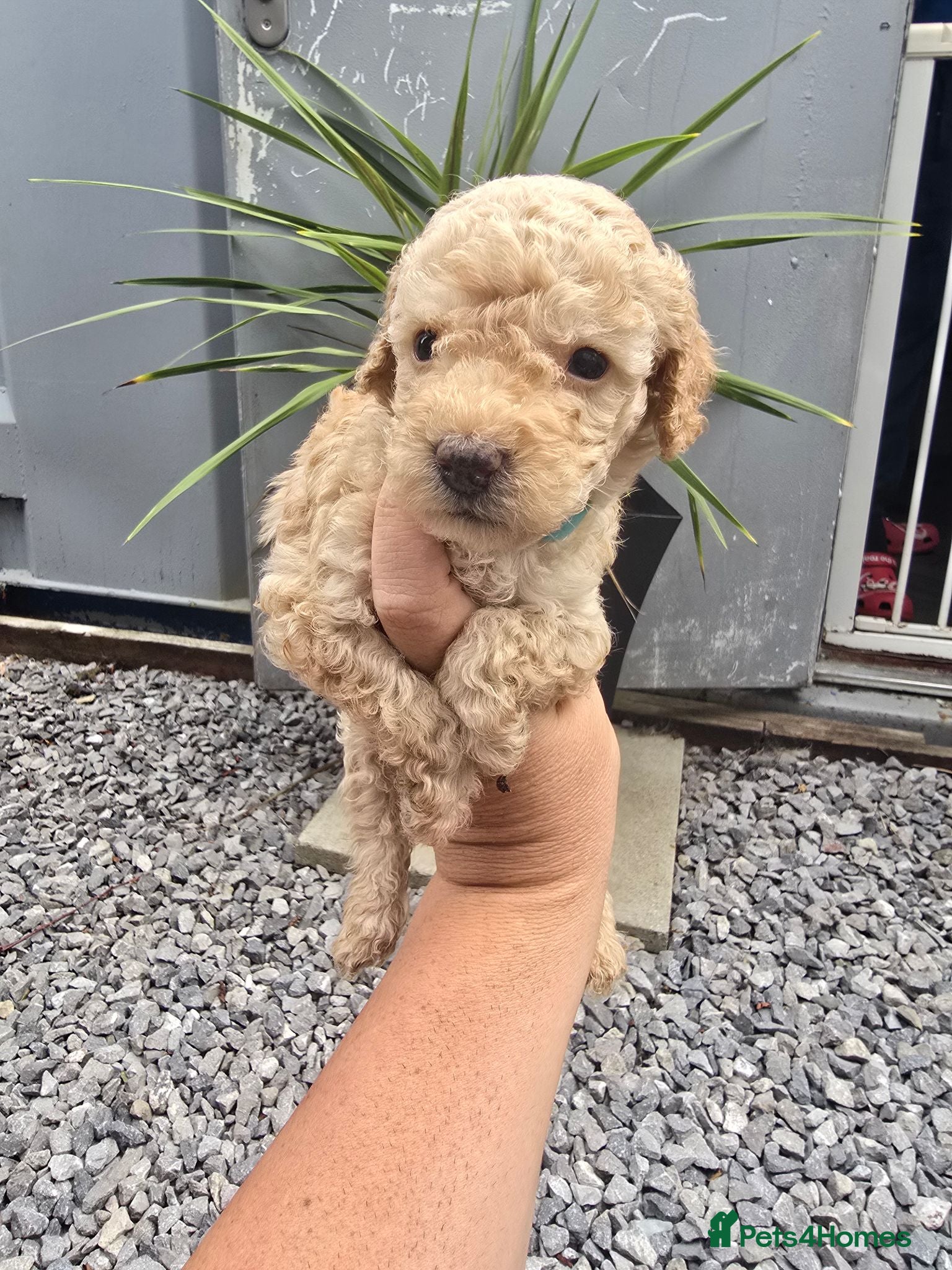 Cavapoo dogs Beautiful poddle Puppies –last boys puppies  - Advert 18