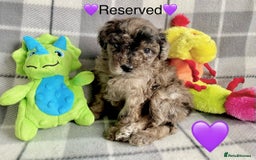 Cavapoo dogs for sale: 💖 Top Quality F1B Cavapoo Puppies DNA TESTED 💖 - Image 29