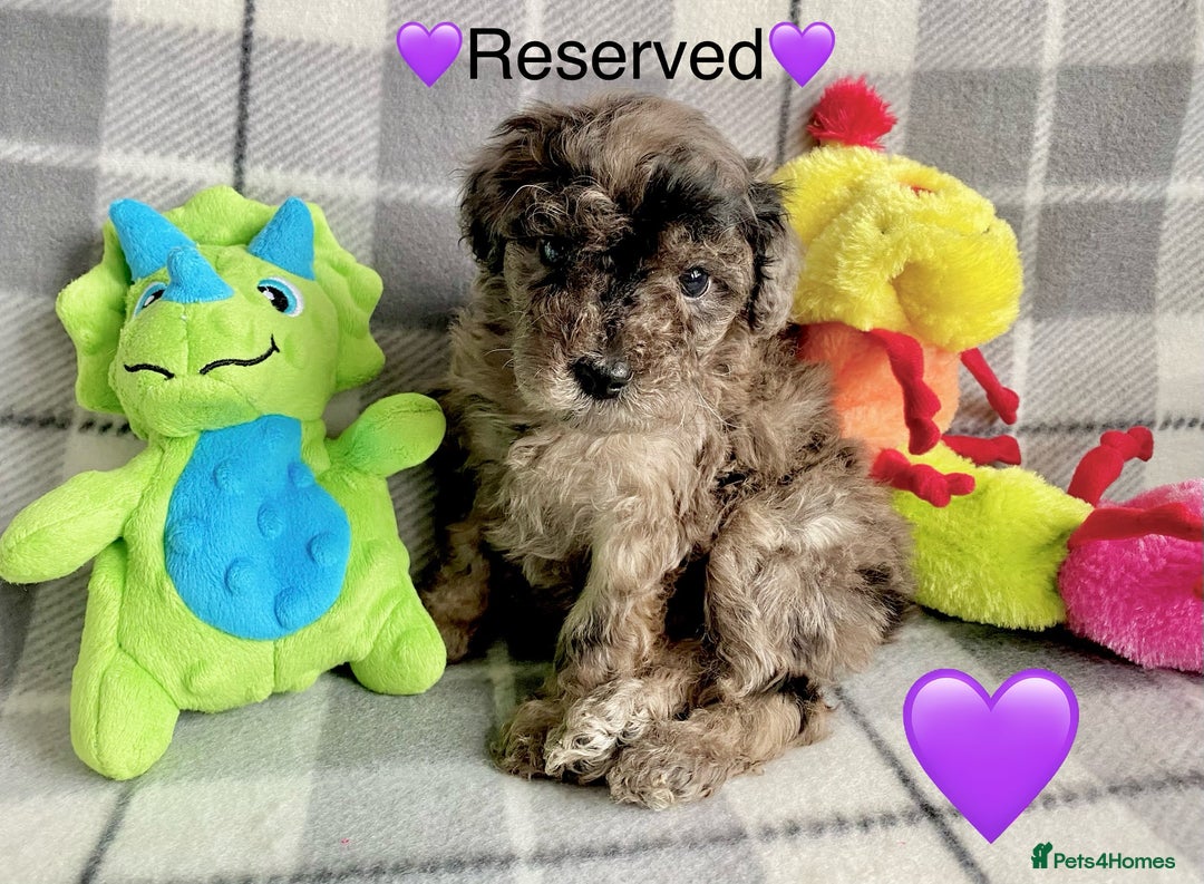 Cavapoo dogs for sale: 💖 Top Quality F1B Cavapoo Puppies DNA TESTED 💖 - Image 29