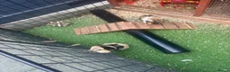 Guinea Pig rodents for sale: Two male bonded guinea pigs - Advert 2