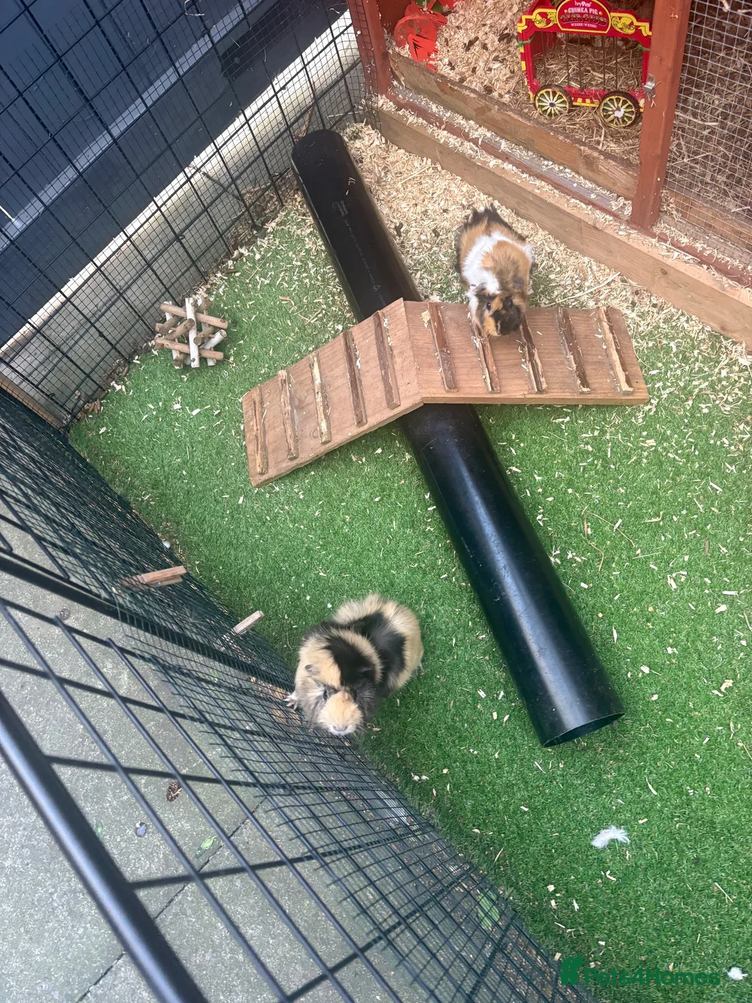 Guinea Pig rodents for sale: Two male bonded guinea pigs - Advert 2