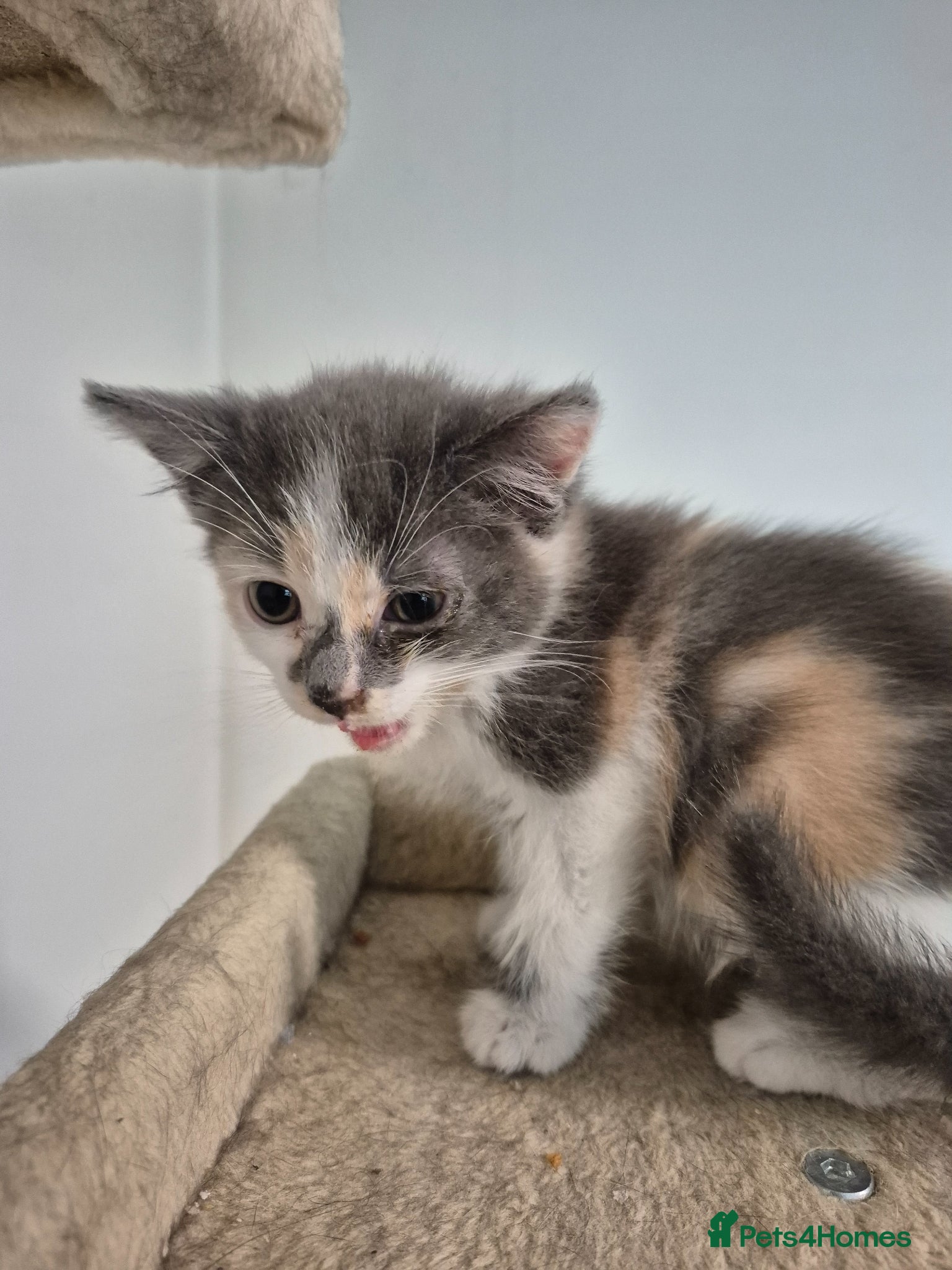 Mixed Breed cats Blue Female Tortoiseshell Kitten - Advert 1