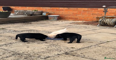 Labrador Retriever dogs - Advert 9