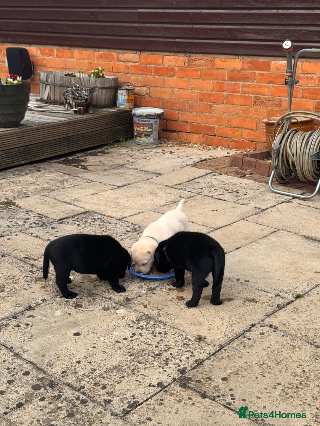 Labrador Retriever dogs for sale: Gorgeous Labrador Puppies - only 5 remaining!! - Image 2