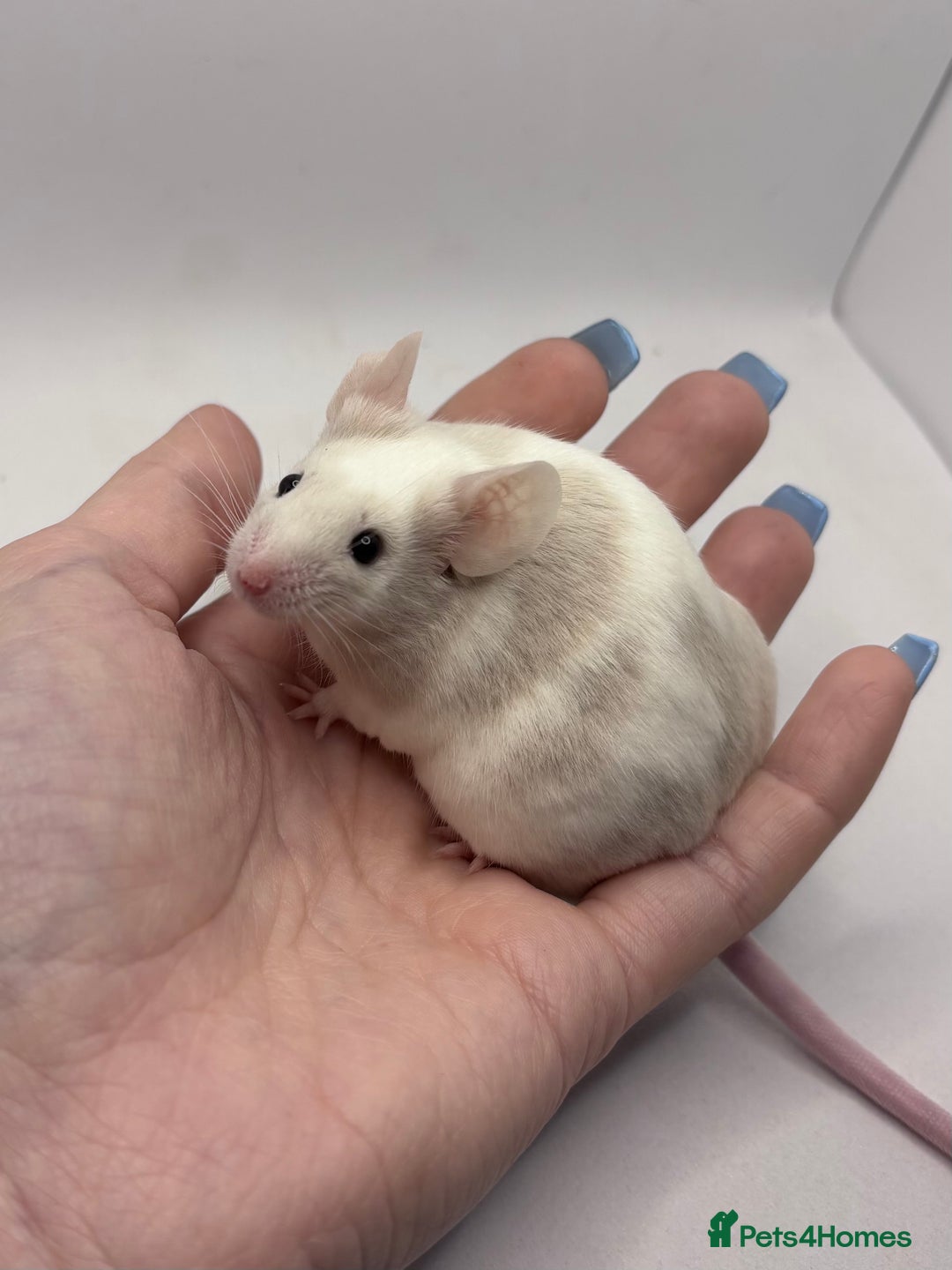 Mouse rodents for sale: Male Fancy Mice (available now) - Advert 6