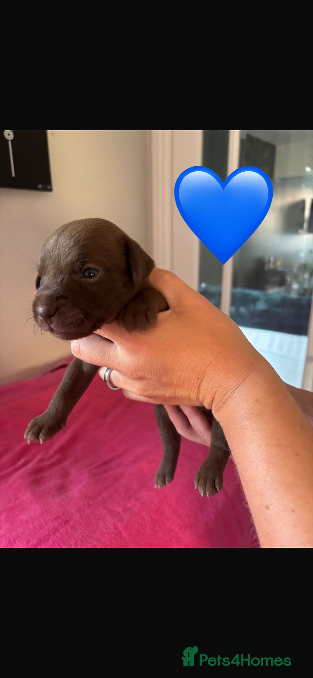 Patterdale Terrier dogs for sale: Patterdale Puppies - Image 2