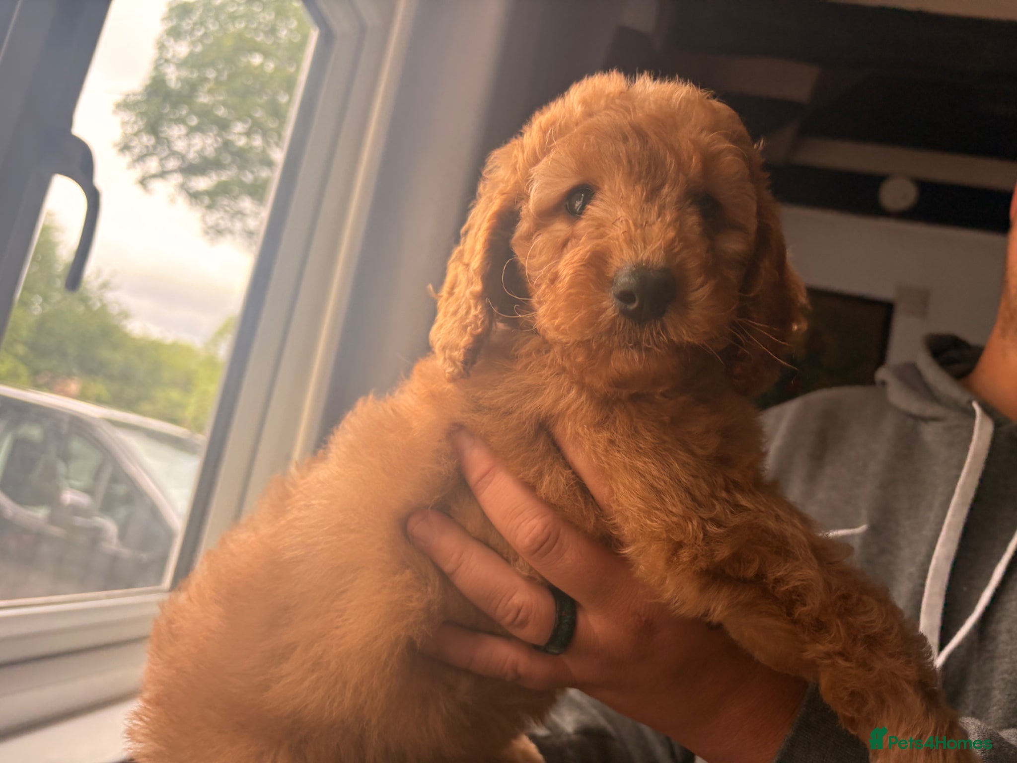 Cockapoo dogs Last girl available -  Red F2b cockapoos  - Advert 3