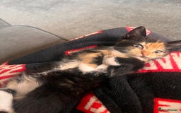 British Longhair cats for sale: 3 gorgeous long haired kittens  - Image 3