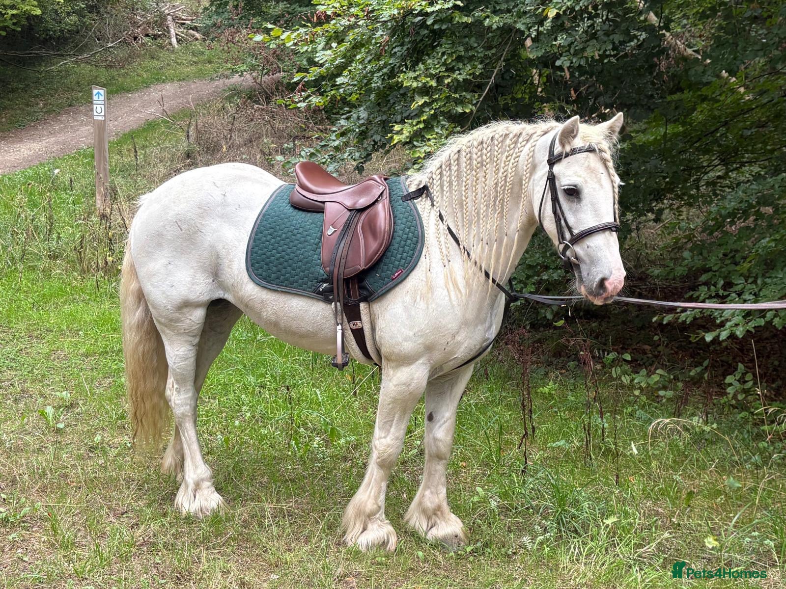 Irish Cob horses Annie Family Cob  - Advert 1