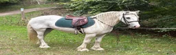 Irish Cob horses for sale: Annie Family Cob  - Advert 1