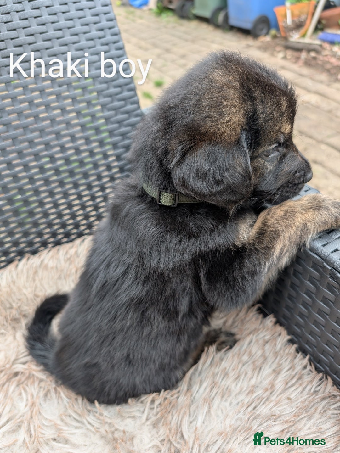 Mixed Breed dogs for sale: Golden Shepherd Puppies  - Image 28