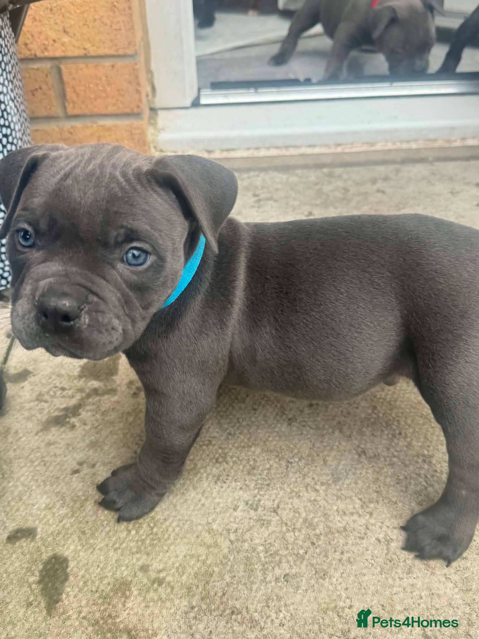 American Bully dogs POCKET BULLIES - Advert 1