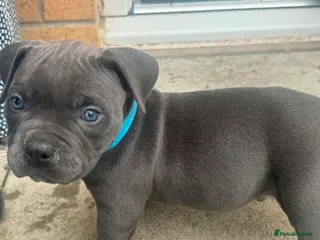 American Bully dogs POCKET BULLIES - Advert 1