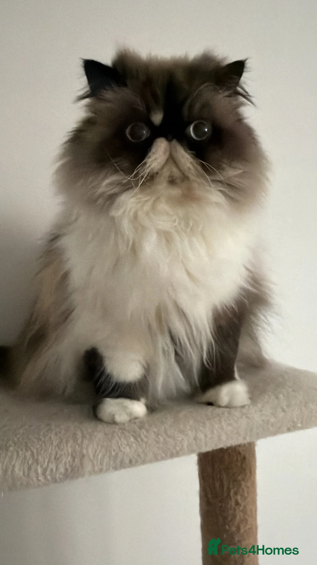 Exotic cats for sale: 1 female exotic  in Salisbury - Advert 2