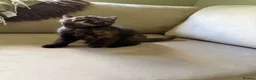 British Shorthair cats for sale: Black tortie Tica Reg British shorthair  - Advert 8