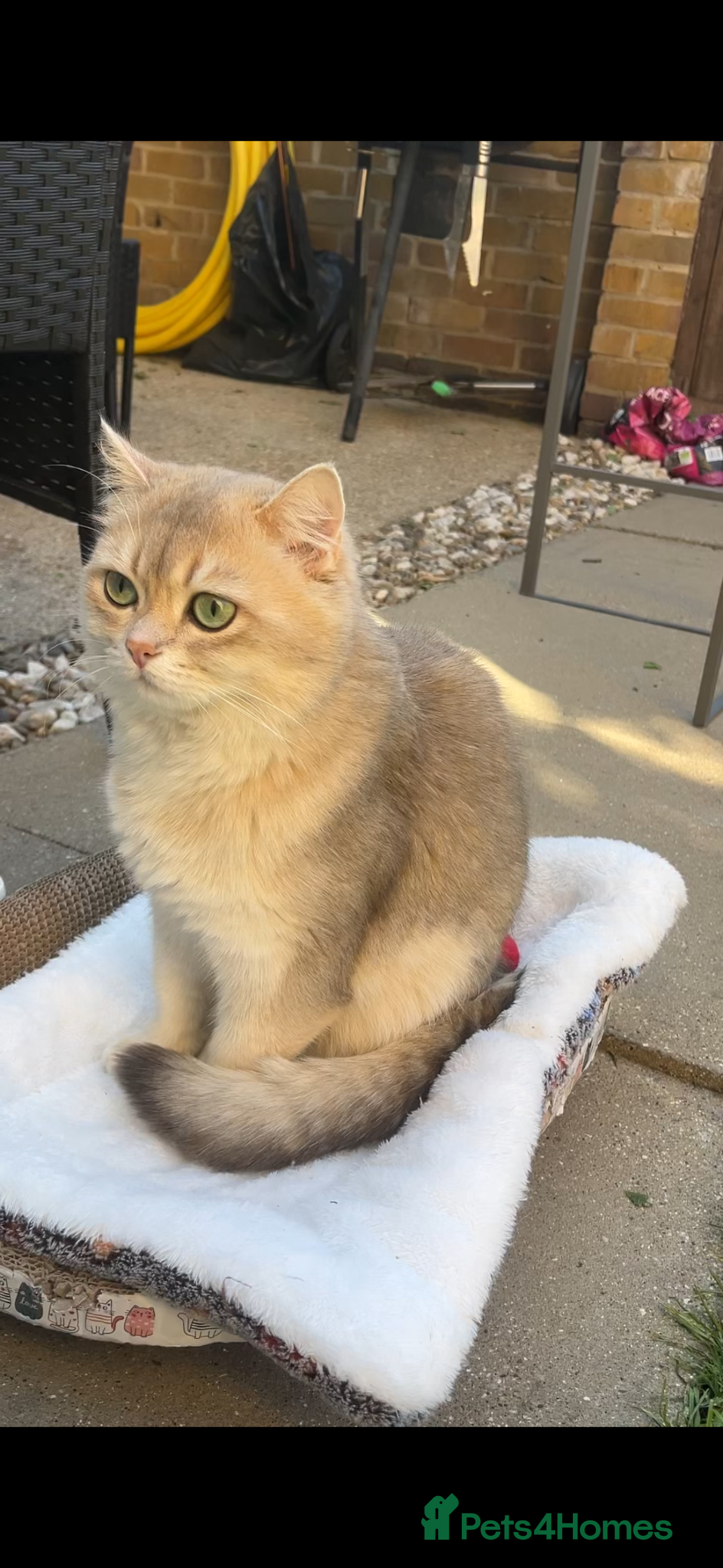 British Shorthair cats Handsome Muezza looking for a queen - Advert 2
