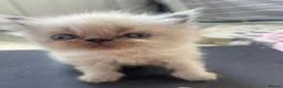 Persian cats for sale: Kittens in Doncaster - Advert 6