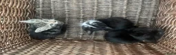 British Shorthair cats for sale: 6 x BEAUTIFUL kittens for sale!  - Advert 4