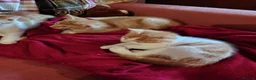 Mixed Breed cats for sale: 4 kittens available now - Advert 12