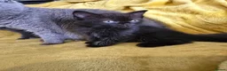 British Shorthair cats for sale: Gorgeous half British shorthair kittens  - Advert 24
