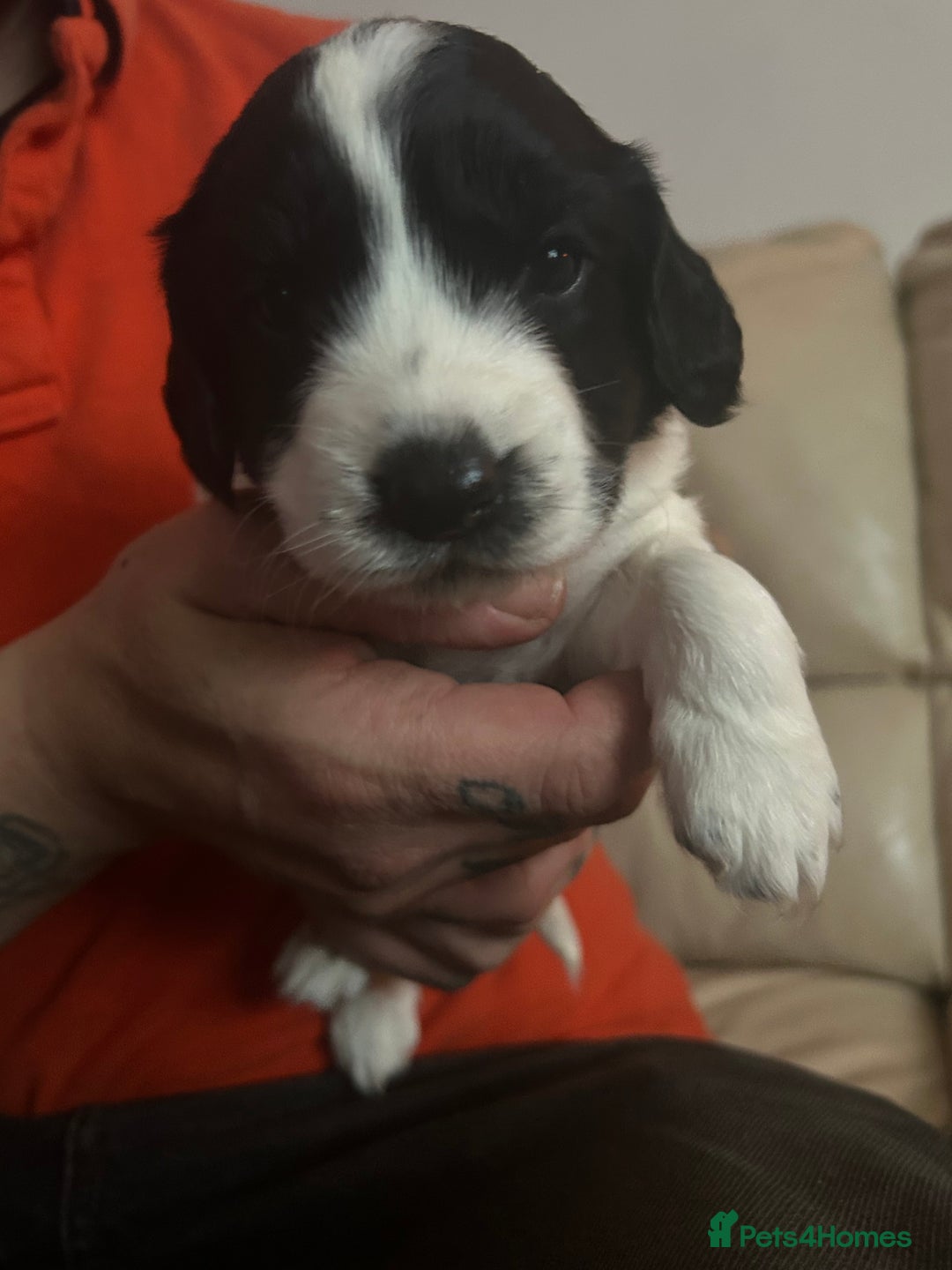 Sprocker dogs for sale: 5 beautiful puppies they were born on the 16/10/25 - Image 3