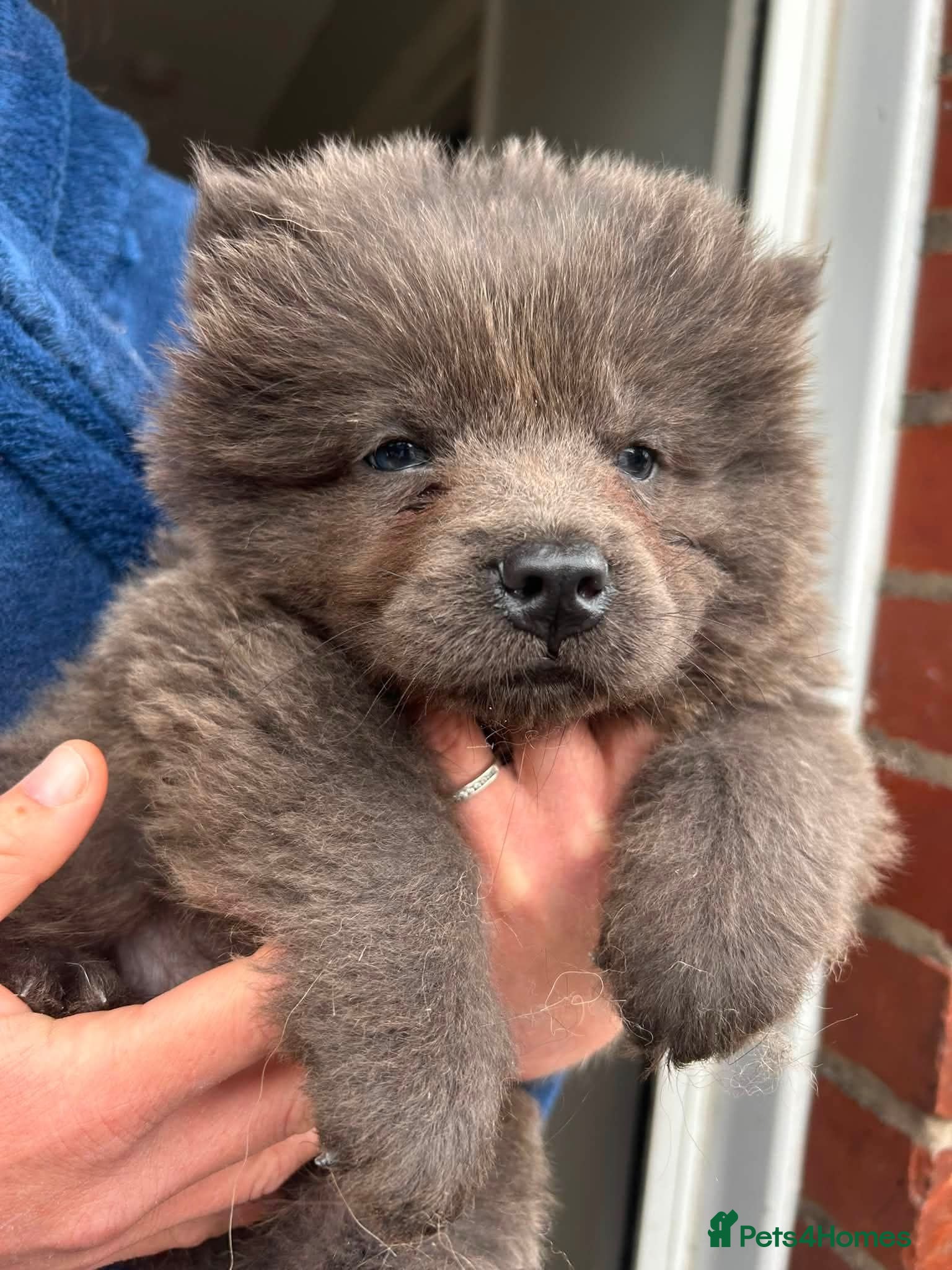 Chow Chow dogs LAST PUP £1250 KC REG CHOW CHOW PUPPIES, READY - Advert 4