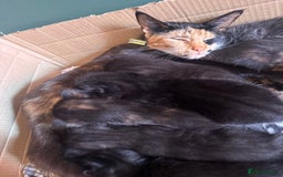 Domestic Shorthair cats for sale: Gorgeous Calico & B/W Kittens for sale! - Image 8
