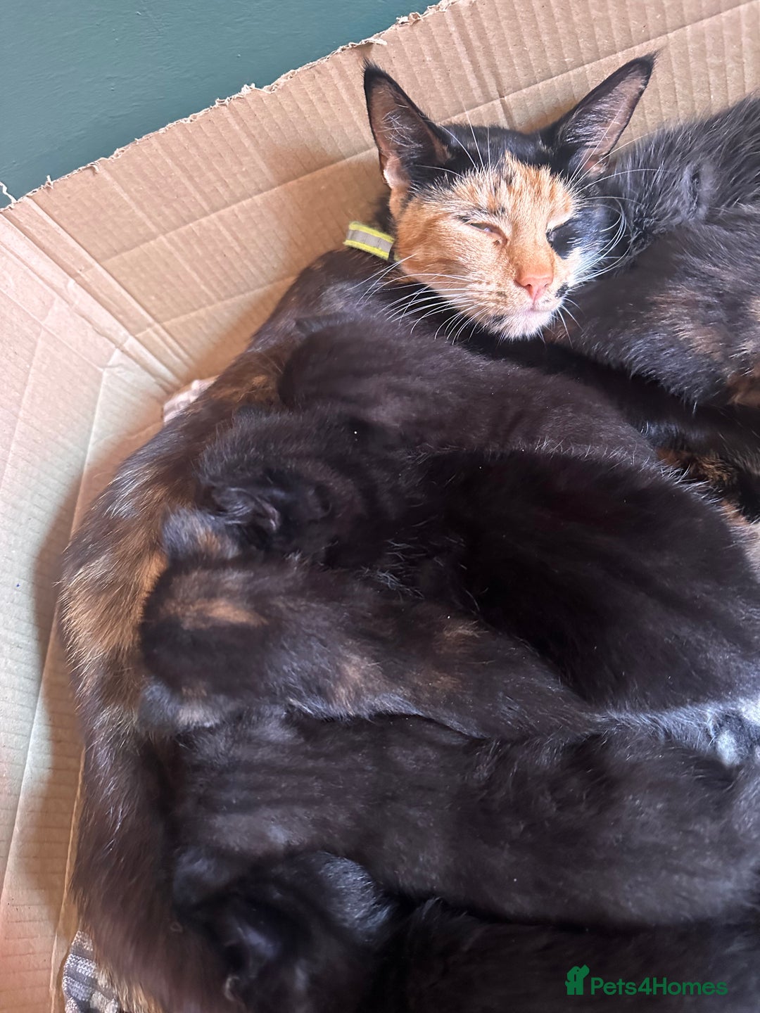 Domestic Shorthair cats for sale: Gorgeous Calico & B/W Kittens for sale! - Image 8