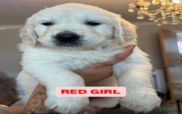 Golden Retriever dogs for sale: 7 gorgeous Golden Retriever puppies for sale - Image 7
