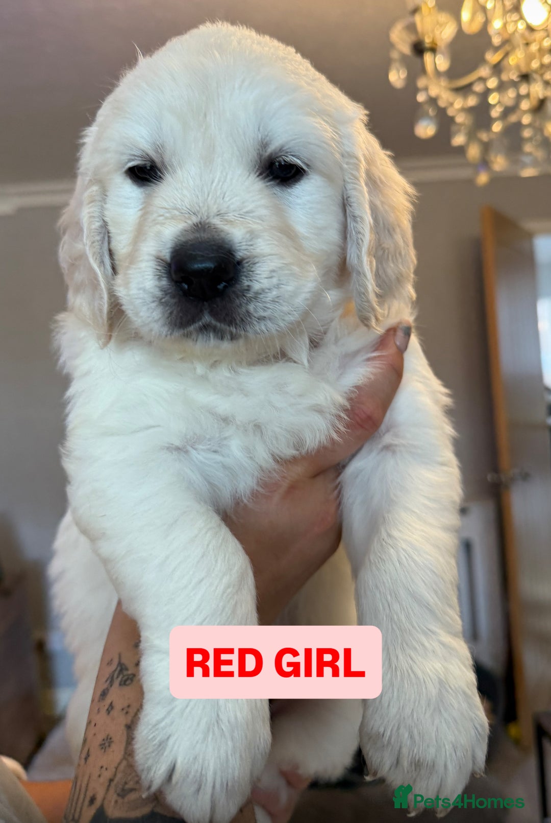 Golden Retriever dogs for sale: 7 gorgeous Golden Retriever puppies for sale - Image 7