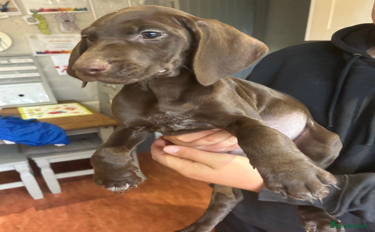 German Shorthaired Pointer dogs - Advert 1