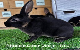 Rex rabbits for sale: Black and Tan Mini Rex  - Image 37