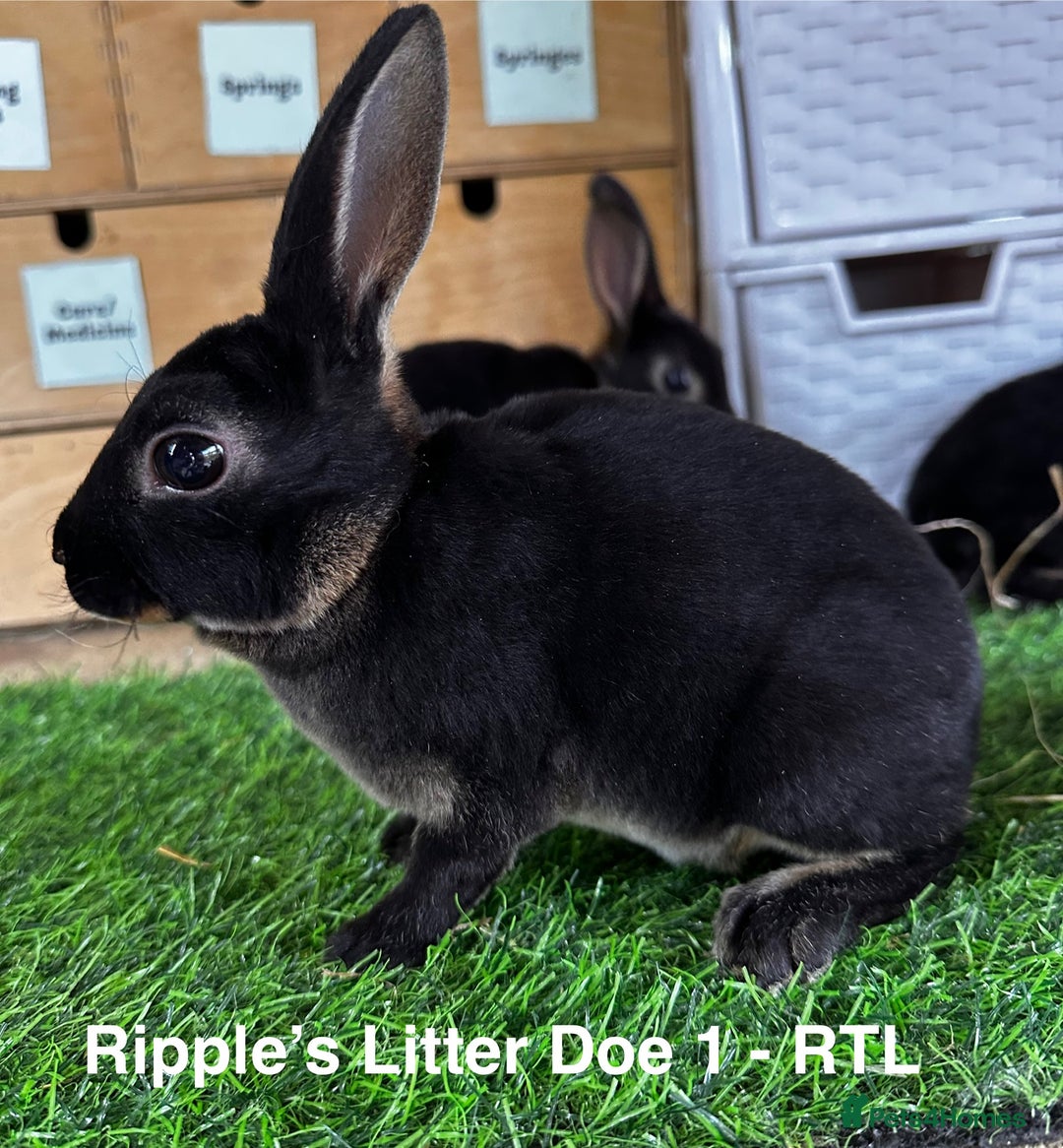 Rex rabbits for sale: Black and Tan Mini Rex  - Image 37
