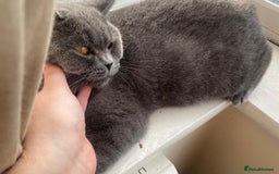 British Shorthair cats for sale: GCCF Active Championship line Blue & Lilac Kittens - Image 38