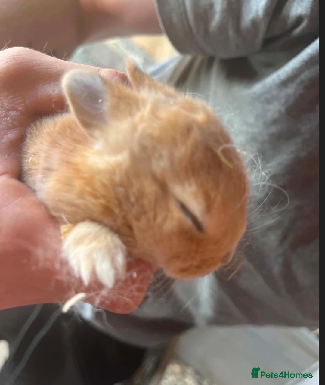 Mini Lop rabbits for sale: Mini lops  - Advert 2