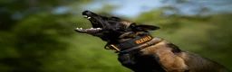 Belgian Shepherd Dog dogs for sale: FCI Female Family Protection Dog for Sale  - Advert 3