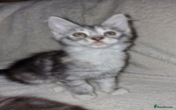 Maine Coon cats for sale: MAINE COONE KITTENS CHAMPION BLOODLINE - Image 5