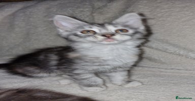 Maine Coon cats - Advert 16