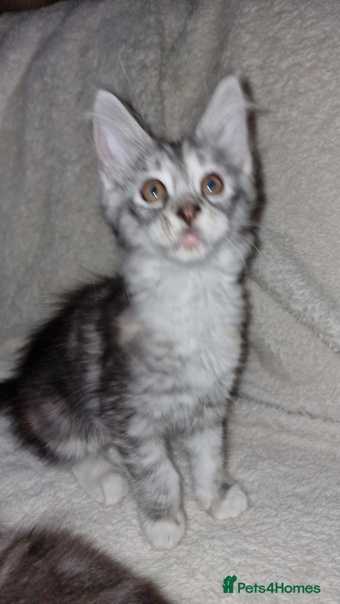 Maine Coon cats for sale: MAINE COONE KITTENS CHAMPION BLOODLINE - Image 5